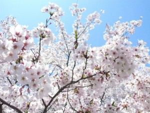Die Kirschblüte ist in Japan ein grosses Ereignis