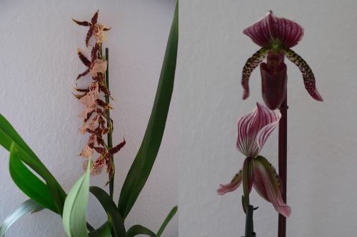 Exotische Orchideen